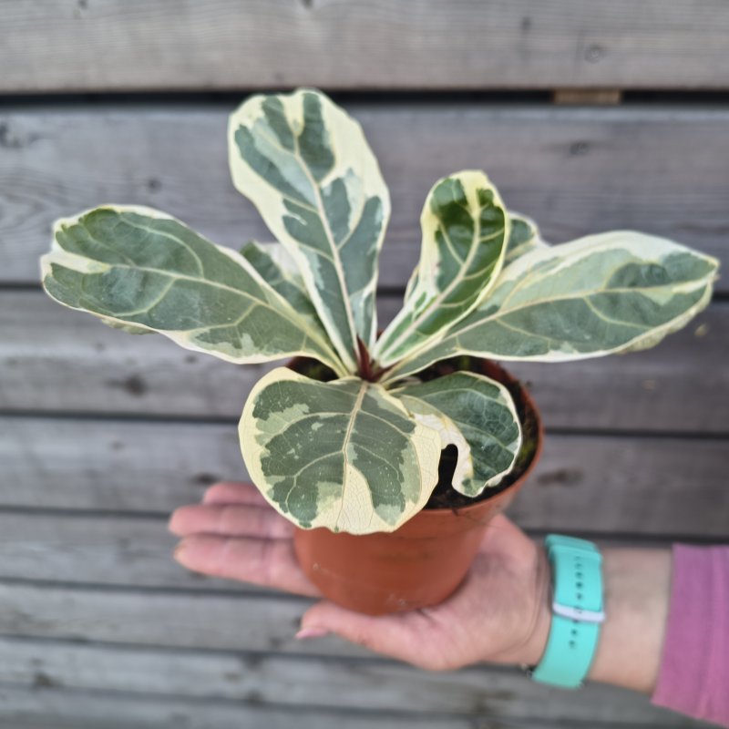  Ficus lyrata (Fikus lýrovitý) ´VARIEGATA´, kont. C1L, výška 5-10cm